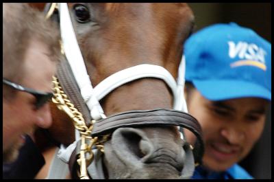 Smarty Jones Closeup