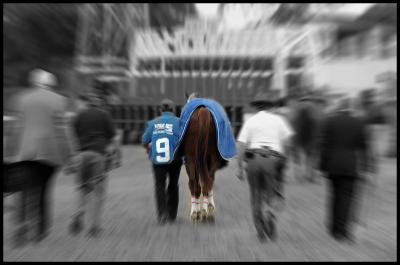 Smarty Jones After the Race