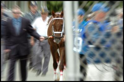The Walk to the Belmont Paddock...