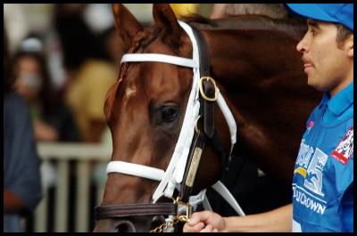 Smarty Jones in the Belmont Paddock