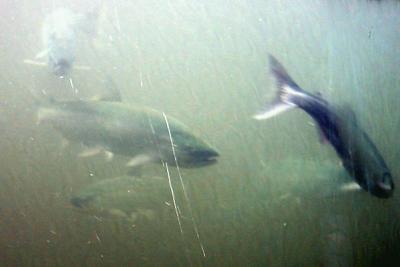 Salmon in the Fish Ladder heading out to the sea from the fresh water