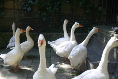 Geese in the Cathedral