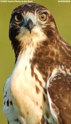 Juvenile Red-tailed Hawk bird stock photo #6171
