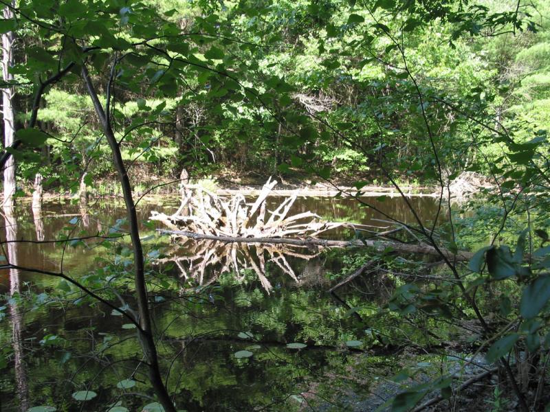 pondlands.51765.jpg