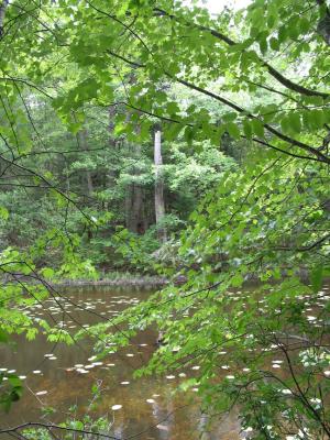 2004-06-21: Moore Pond Transect