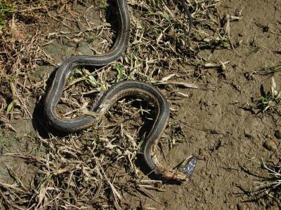 Severed garter snake