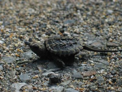 baby snapper turtle