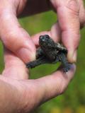 snapper just born ph.jpg