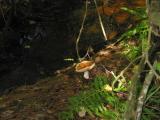 streambed with mushroom