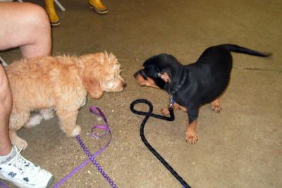 Making new friends at puppy training class