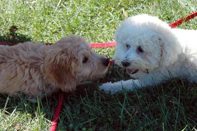 Kona & Max at rest (briefly)