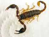 Scorpion 87001101.jpg