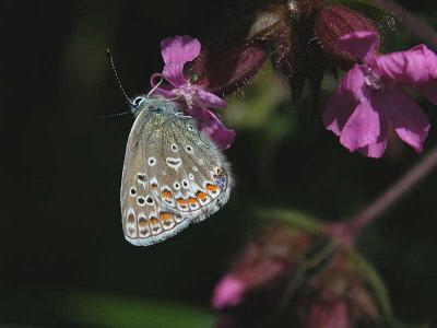 Common Blue  female - Almindelig Blfugl - Polyommatus icarus