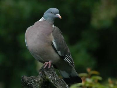 Common Wood Pigeon - Ringdue - Columba palumbus