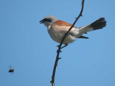  Red-backed Shrike male - Rdrygget Tornskade - Lanius collurio