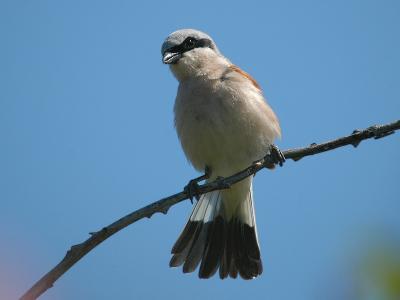  Red-backed Shrike  male - Rdrygget Tornskade - Lanius collurio