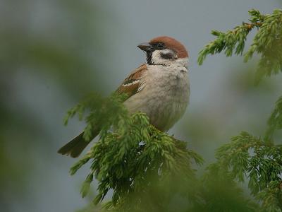 Tree Sparrow  adult- Skovspurv - Passer montanus