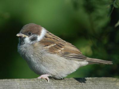 Tree Sparrow  juv- Skovspurv - Passer montanus