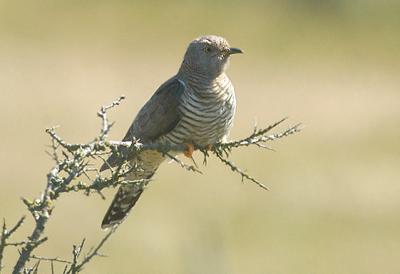 Common Cuckoo female - Gg - Cuculus canorus