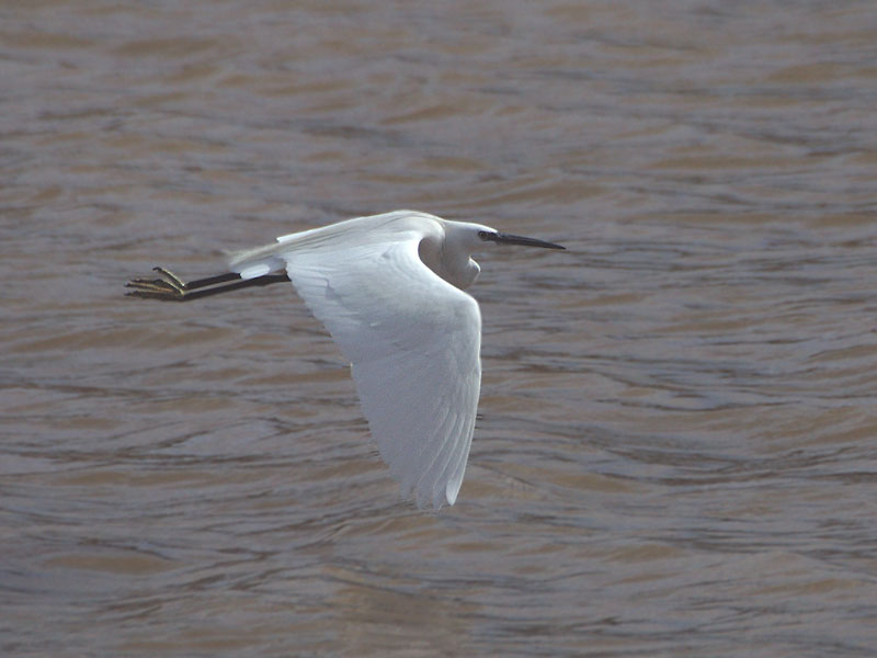 Little Egret - Silkehejre - Egretta garzetta