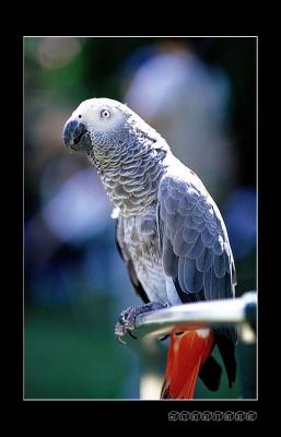 parrot-a.jpg
