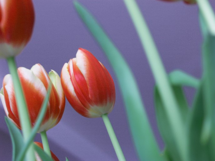 tulipa follia2.jpg