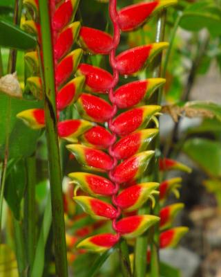 Heliconia3.jpg