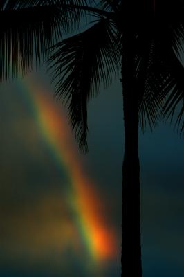 RainbowPalm.jpg
