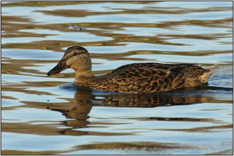 Mallard