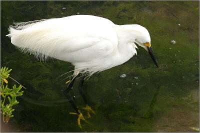 Snowy Egret 2