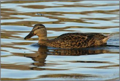 Mallard
