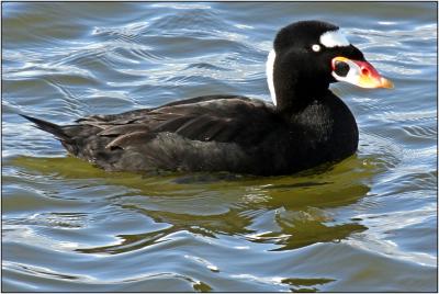 Surf Scoter
