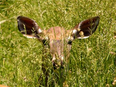 u47/anayv/medium/30074813.eDeerhiding1P1787.jpg