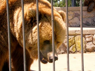 u47/anayv/medium/30074922.eBeartrap1PSfz10P1786.jpg
