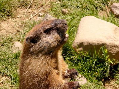 u47/anayv/medium/30091884.eFeedmePrairieDogpsfz1.jpg