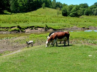 u47/anayv/medium/30091893.eGraisingcowsPSfz10P17.jpg