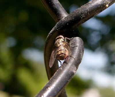 u47/anayv/medium/30091913.eTheFly1psfz10P1820.jpg