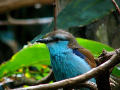 u47/anayv/medium/30368758.eBlueBirdFZ10psP218.jpg