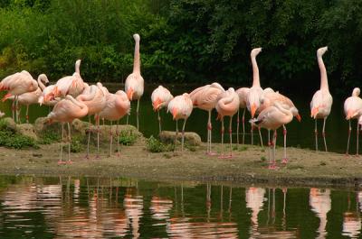 u47/anayv/medium/30368759.eFlamingoIslandFZ10ps.jpg