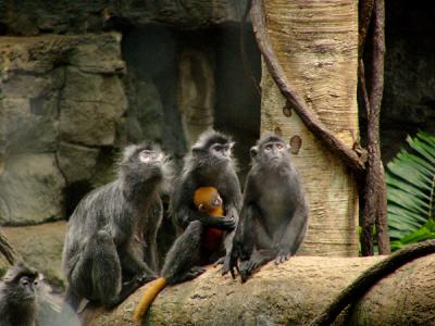 u47/anayv/medium/30368766.jpegmonkeypacknosharpen.jpg