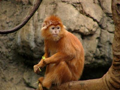 u47/anayv/medium/30416339.eMonkeylook2FZ10psP2.jpg