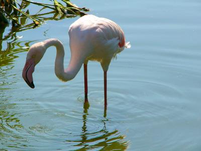 e-Flamingo-alone--FZ10-ps--.jpg