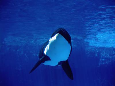 e-S--shamu-1--S50-PS--IMG_3.jpg