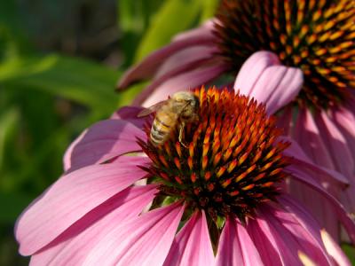 e-S-Be-Flower-FZ10-ps--P342.jpg