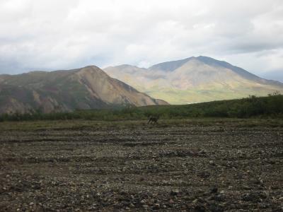 Denali Day 8