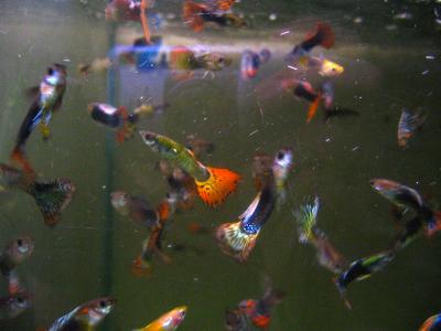 guppies, Chiang Mai fish market