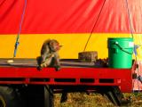 Circus monkey