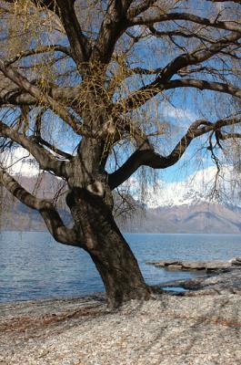 Cool tree