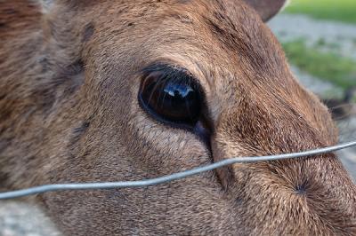 Deer