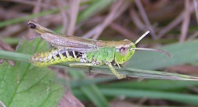 Grasshopper - detial
